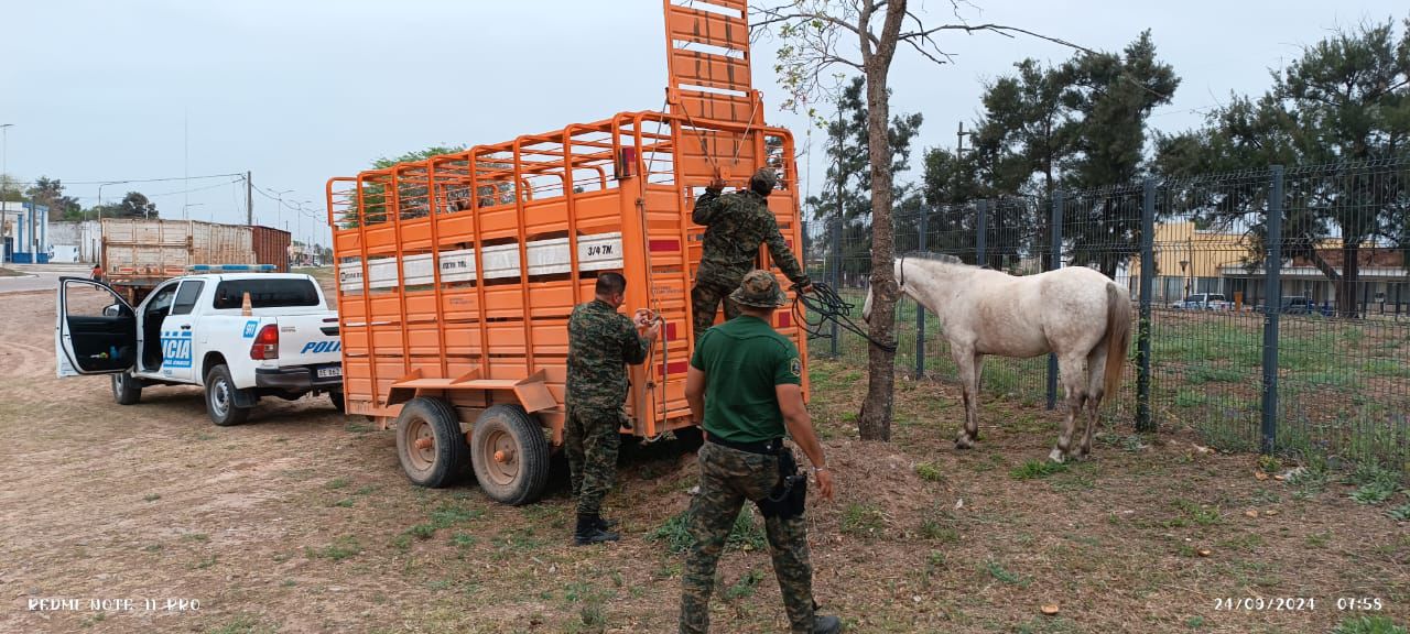 caballos