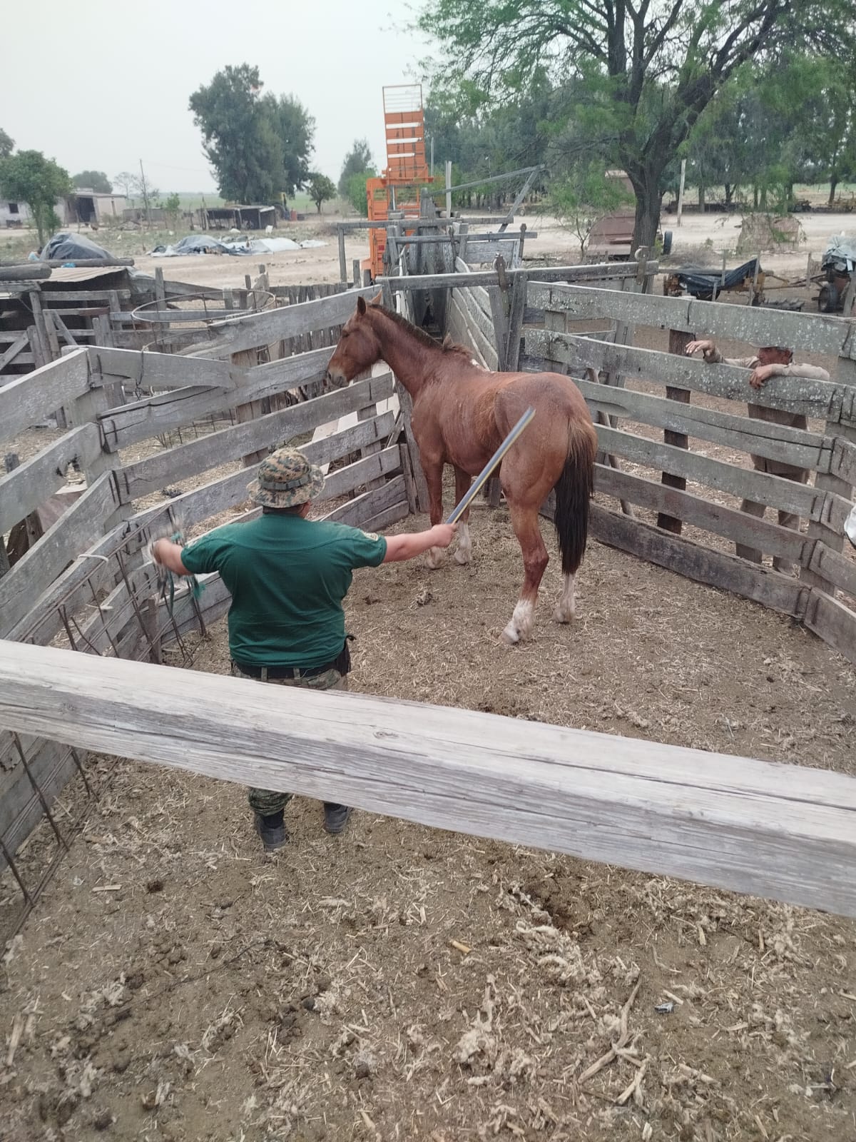 CABALLO