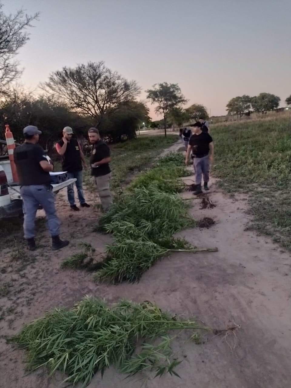 MARIHUANA