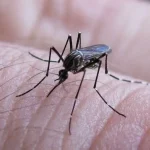 dengue_provincia_de_buenos_aires.jpg_674994428