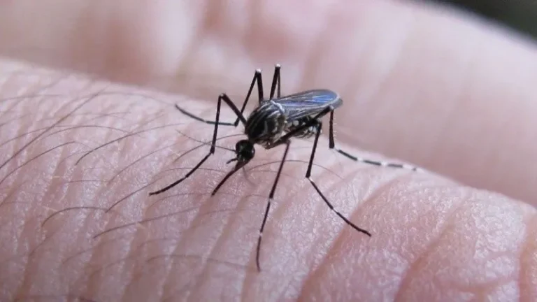 dengue_provincia_de_buenos_aires.jpg_674994428