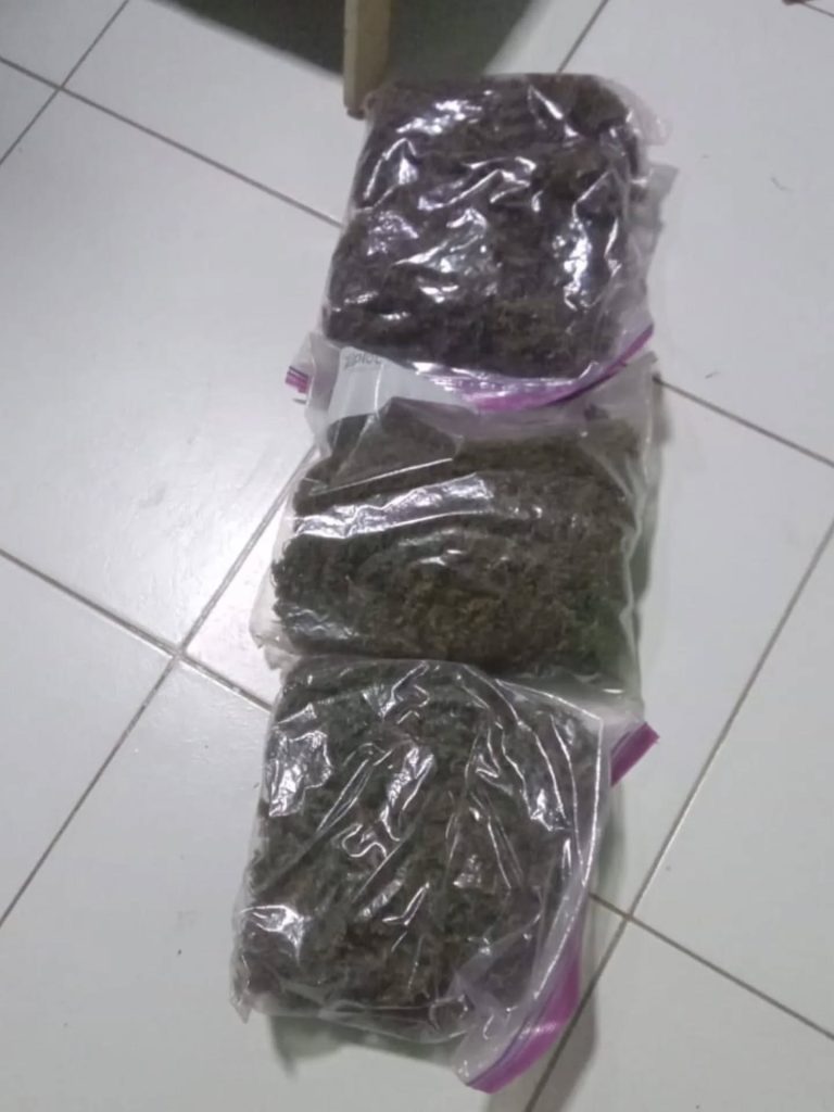 Puede ser una imagen de musgo de mar